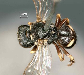 Media type: image;   Entomology 14015 Aspect: habitus dorsal view
